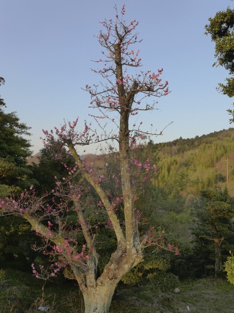 夕日が当たる木
